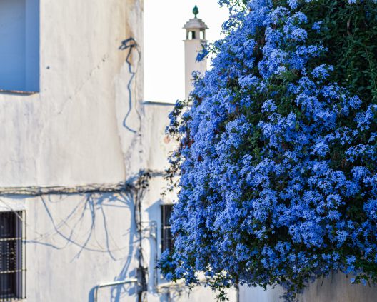 blue flowers